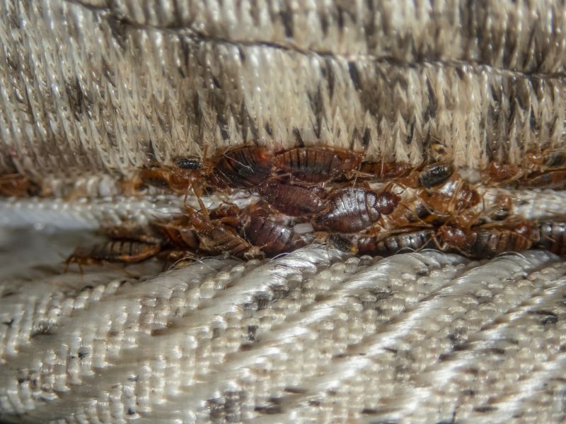 Mattress Fumigation
