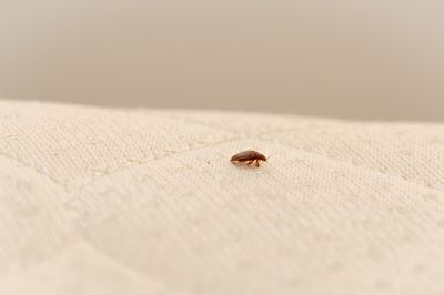 Get Rid of Bedbugs!
