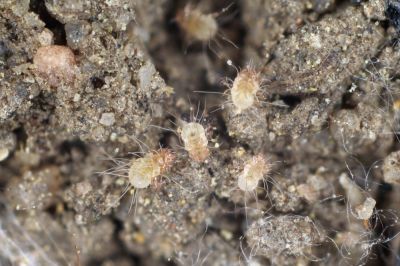 Rid Your Mattress of Dust Mites!